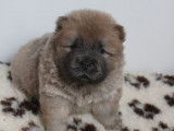 Un chiot mâle Chow Chow LOF au pelage cinnamon à réserver