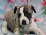 3 chiots Whippets mâles à réserver, LOF