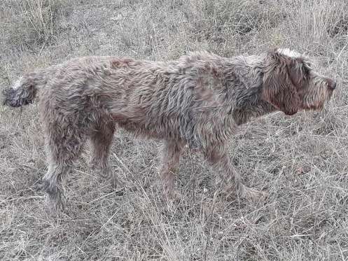 Une chienne Griffon Korthals marron panaché de blanc 3 ans LOF à vendre