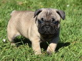 3 chiots Bouledogues Français fauves LOF à réserver