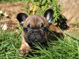 3 chiots Bouledogues Français fauves LOF à réserver