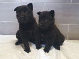 7 chiots Bergers Allemands noirs disponibles à la réservation (LOF)