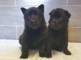 7 chiots Bergers Allemands noirs disponibles à la réservation (LOF)