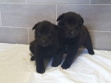 7 chiots Bergers Allemands noirs disponibles à la réservation (LOF)