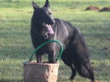 7 chiots Bergers Allemands noirs disponibles à la réservation (LOF)