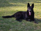 7 chiots Bergers Allemands noirs disponibles à la réservation (LOF)