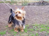Etalon Silky Terrier LOF disponible pour des saillies