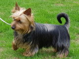 Etalon Silky Terrier LOF disponible pour des saillies