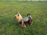 Etalon Silky Terrier LOF disponible pour des saillies