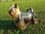 Etalon Silky Terrier LOF disponible pour des saillies