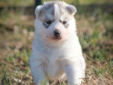 À réserver 3 chiots femelles Huskies de Sibérie LOF