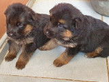 5 chiots femelles LOF Bergers Allemands à vendre