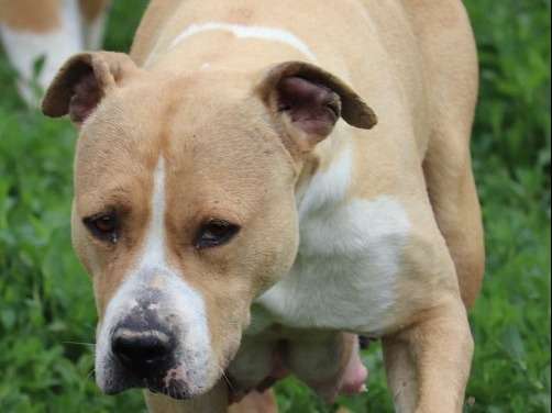 Une chienne American Staffordshire Terrier 5 ans LOF disponible