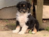 Un chiot mâle Berger Australien tricolore non LOF à vendre