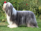 Etalon Bearded Collie LOF disponible pour des saillies