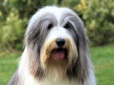 Etalon Bearded Collie LOF disponible pour des saillies