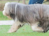 Etalon Bearded Collie LOF disponible pour des saillies