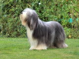 Etalon Bearded Collie LOF disponible pour des saillies