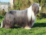 Etalon Bearded Collie LOF noir et blanc disponible pour des saillies