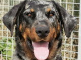 Etalon Beauceron LOF arlequin disponible pour des saillies