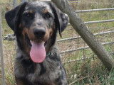 Etalon Beauceron LOF arlequin disponible pour des saillies