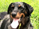 Etalon Beauceron LOF arlequin disponible pour des saillies