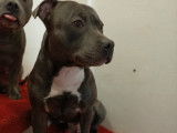 De race Staffordshire Bull Terrier disponible pour saillie