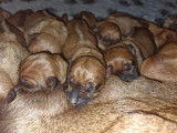 Portée de Rhodesian Ridgeback à vendre