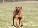 Portée de Rhodesian Ridgeback à vendre