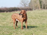 Portée de Rhodesian Ridgeback à vendre