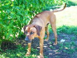 Portée de Rhodesian Ridgeback à vendre