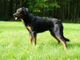 Etalon Beauceron LOF noir et feu cot&eacute; 4 disponible pour saillie