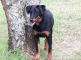 Etalon Beauceron LOF noir et feu cot&eacute; 4 disponible pour saillie