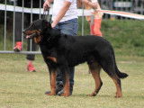 Etalon Beauceron LOF noir et feu coté 4 disponible pour saillie