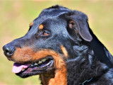 Etalon Beauceron LOF noir et feu coté 4 disponible pour saillie