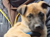 Chiots Malinois LOF &agrave; vendre