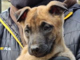 Chiots Malinois LOF &agrave; vendre