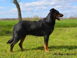 Etalon Beauceron LOF noir et feu disponible pour saillie