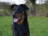 Etalon Beauceron LOF noir et feu disponible pour saillie