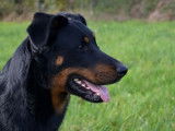 Etalon Beauceron LOF noir et feu disponible pour saillie