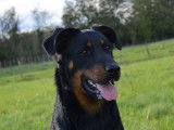 Etalon Beauceron LOF noir et feu disponible pour saillie