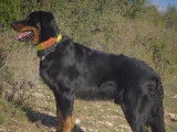 Etalon Beauceron LOF noir et feu disponible pour saillie
