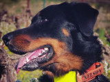 Etalon Beauceron LOF noir et feu disponible pour saillie