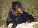 Etalon Beauceron LOF noir et feu disponible pour saillie
