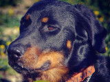 Etalon Beauceron LOF noir et feu disponible pour saillie