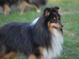 Etalon Berger des Shetland LOF noir tricolore disponible pour saillie