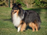 Etalon Berger des Shetland LOF noir tricolore disponible pour saillie