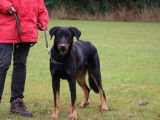 Etalon Berger de Beauce LOF disponible pour saillie