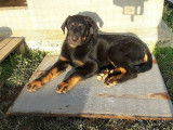 Etalon Berger de Beauce LOF disponible pour saillie