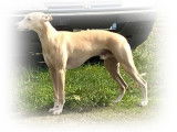 Arlen, Whippet LOF coté 3 pour saillie